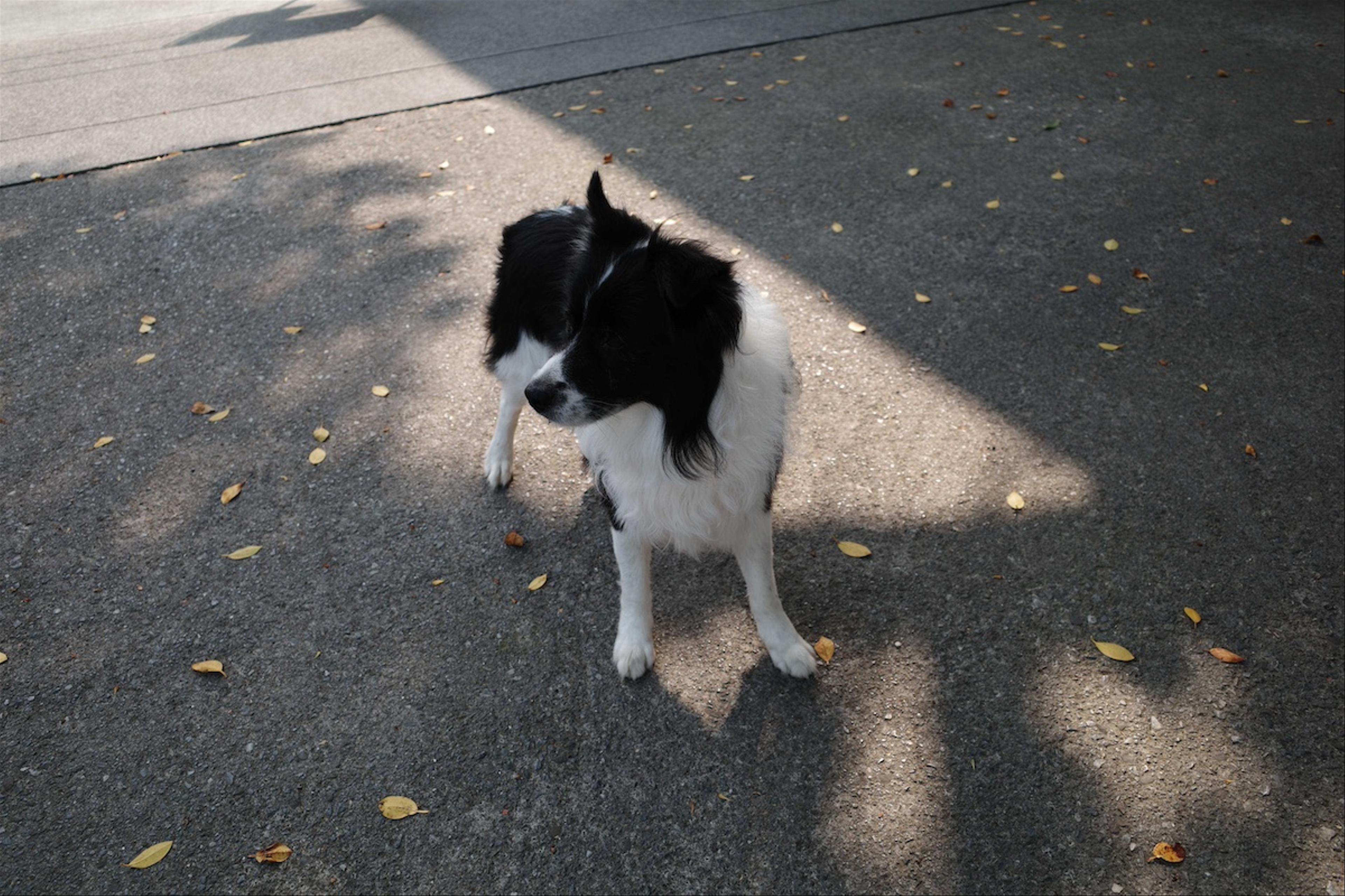 公園で見かけた犬