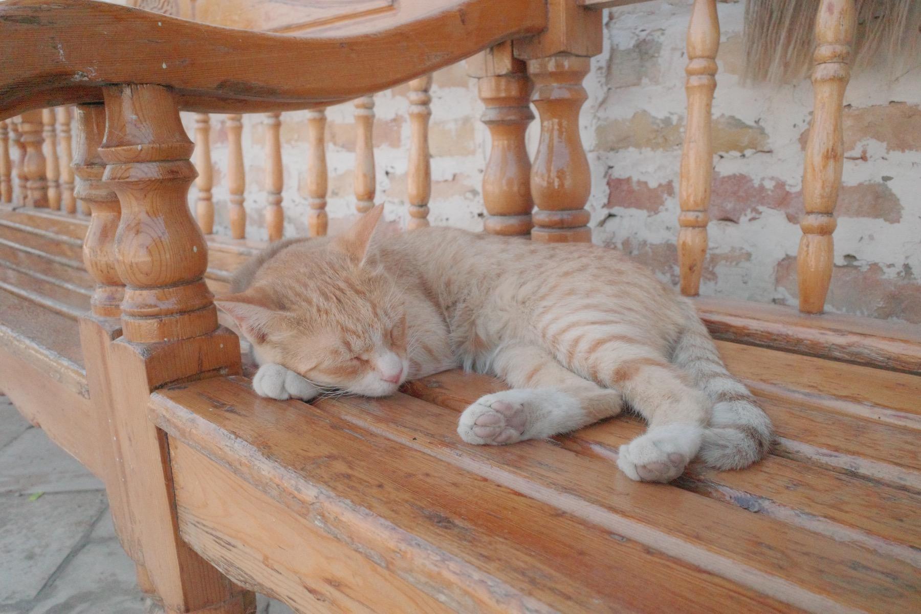 ベンチで気持ちよさそうに昼寝をするネコ