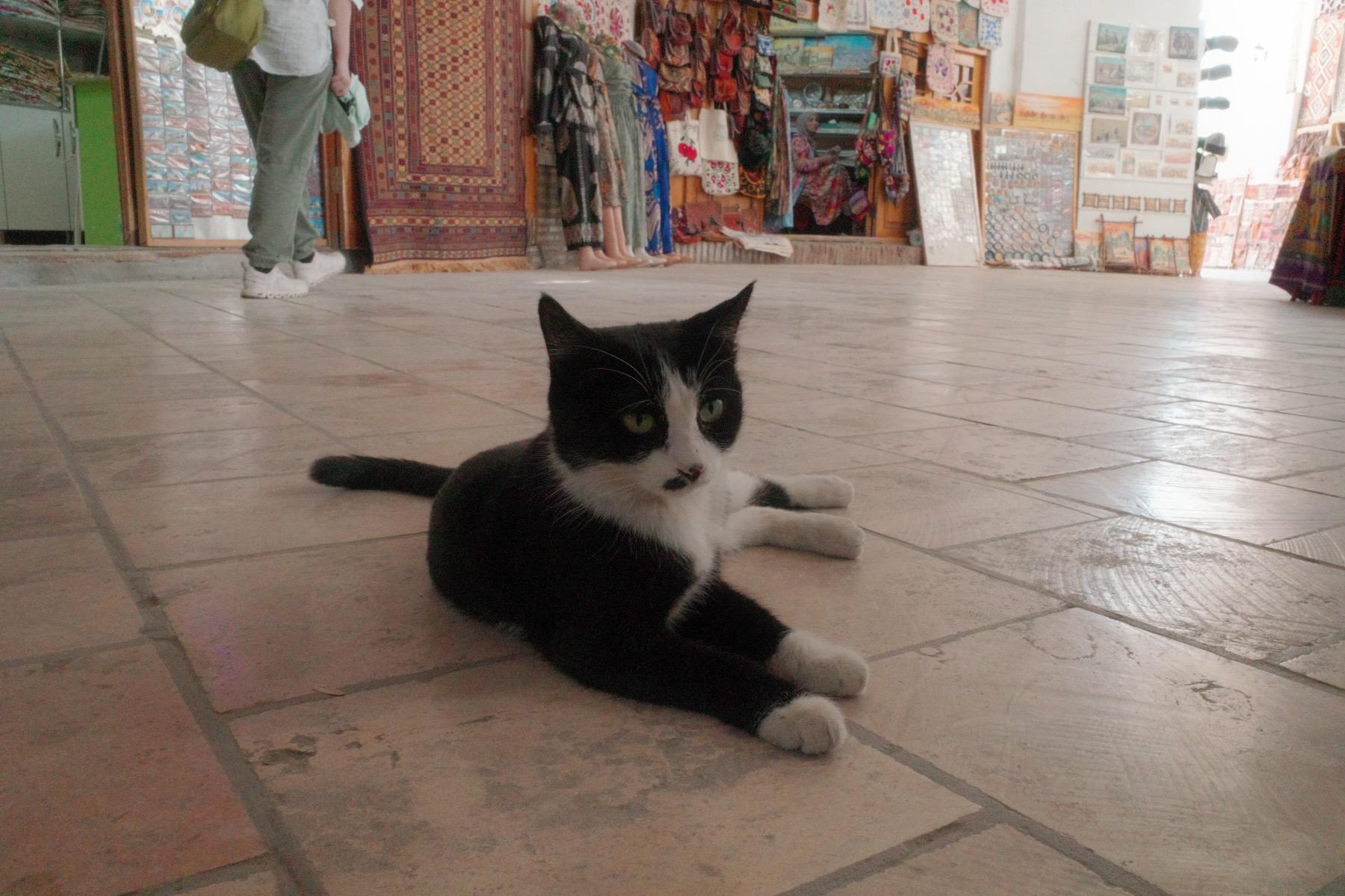 タキの中のネコ