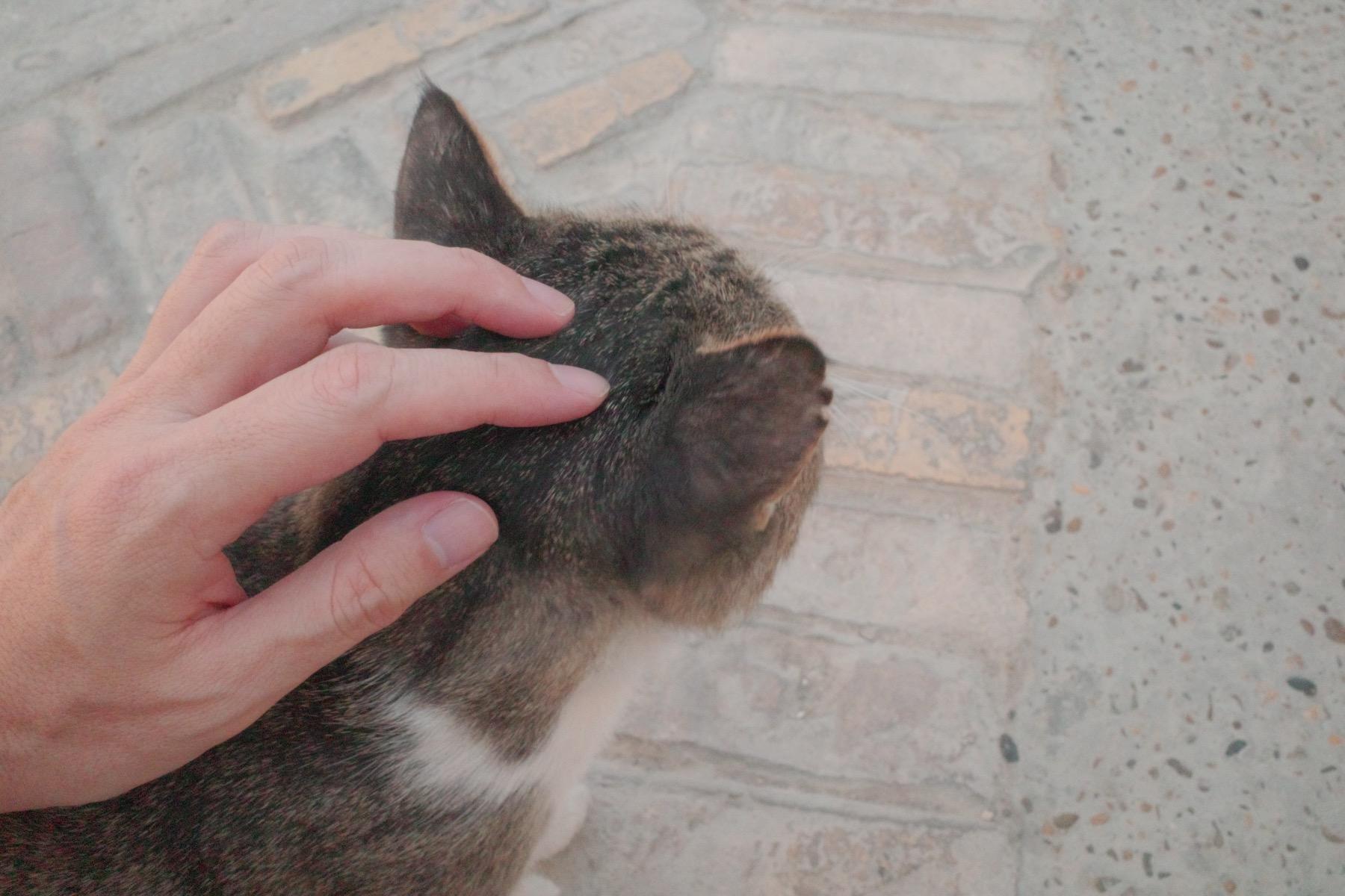 人懐っこいネコが寄ってきた