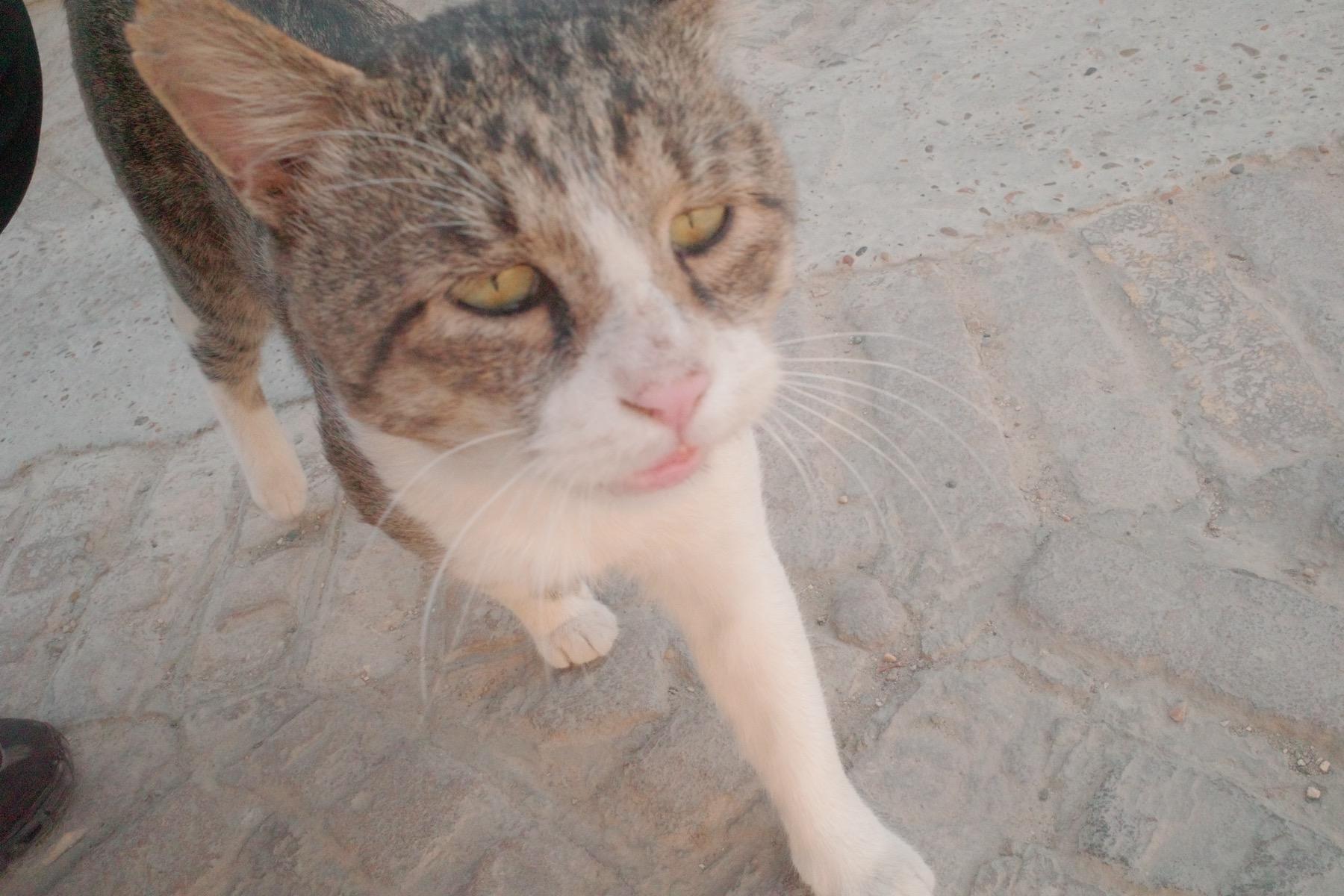 ブハラはネコの街でもあった