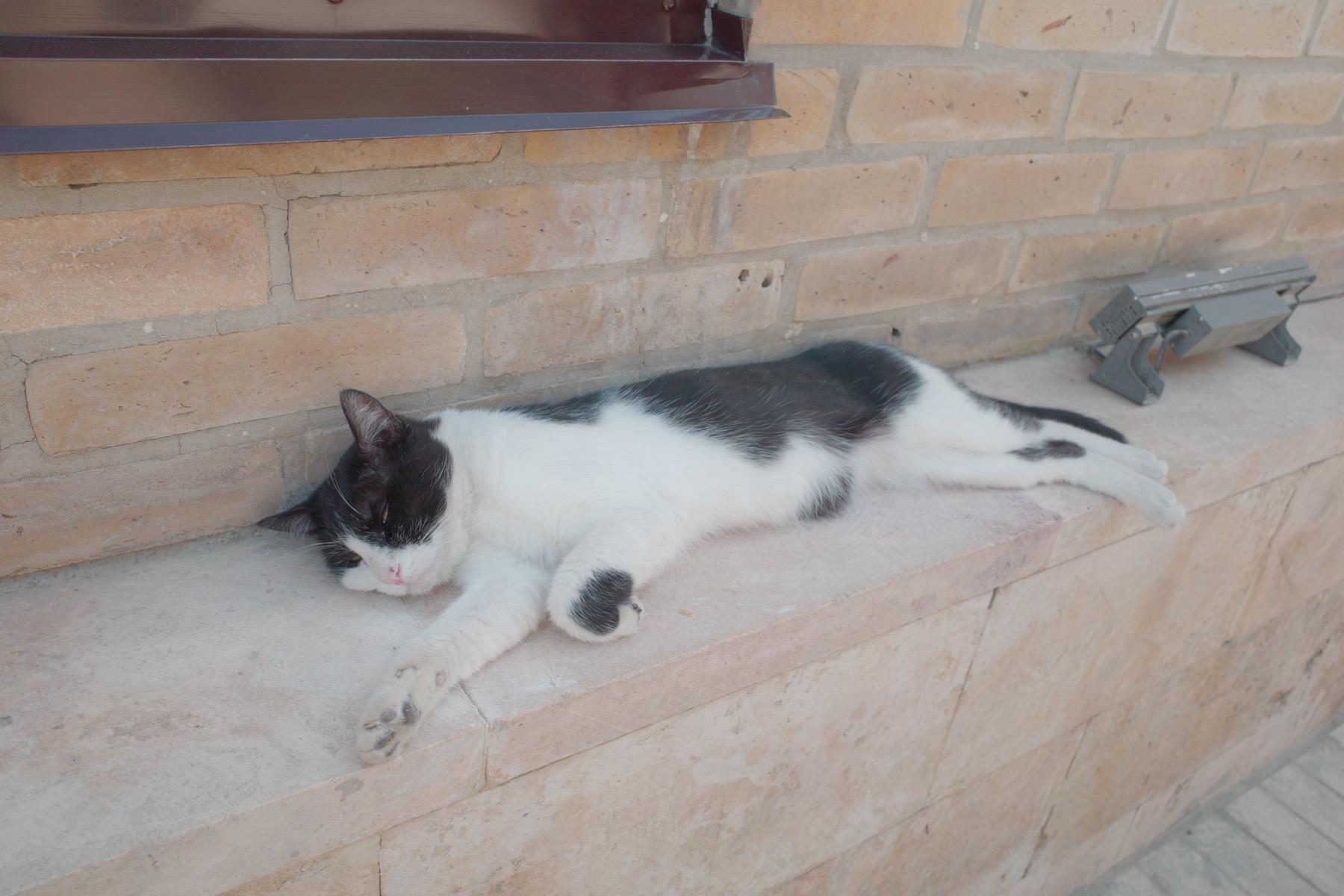 暑いのでネコも昼寝