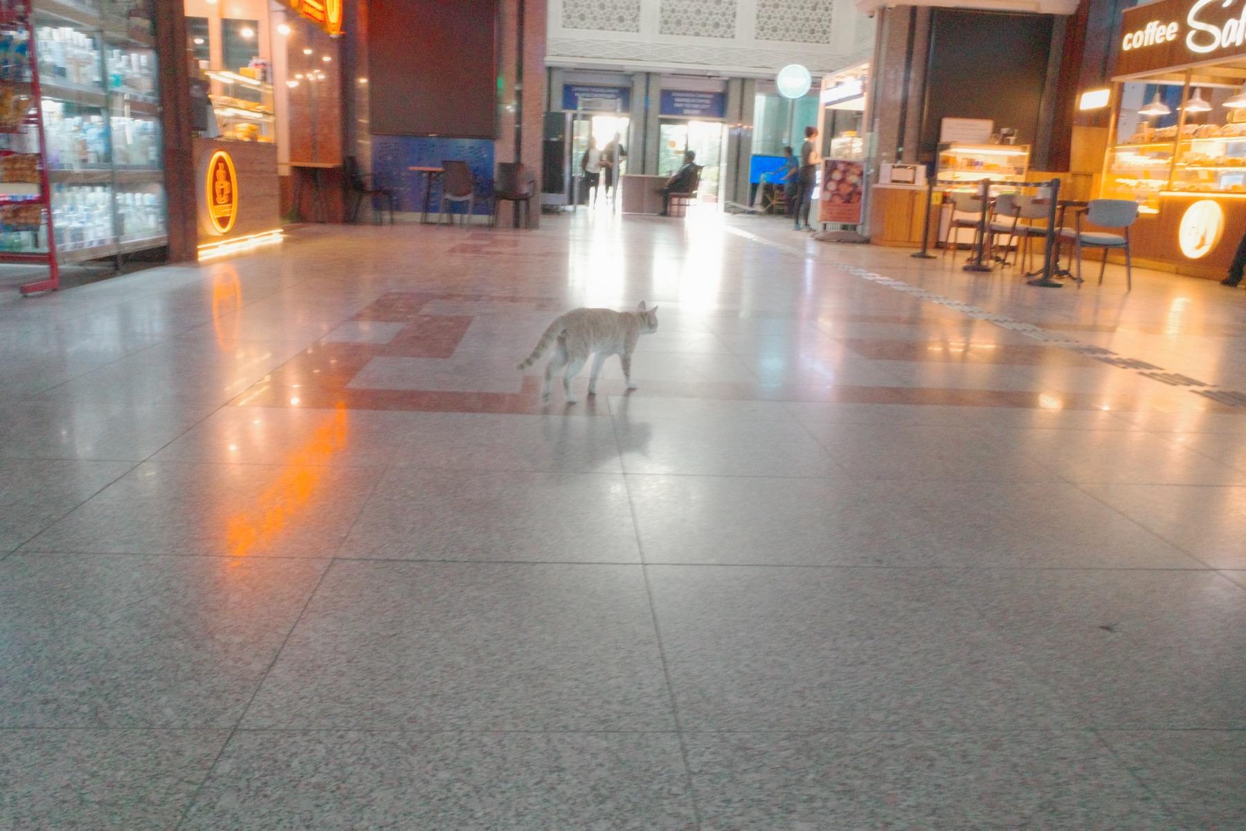 大都会タシュケントの駅にもネコはいる