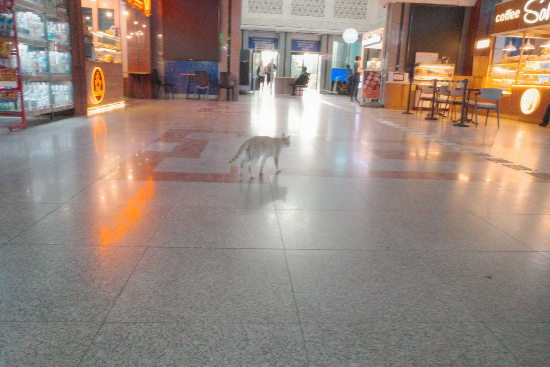 大都会タシュケントの駅にもネコはいる